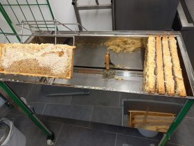 Bio-Honiggewinnung